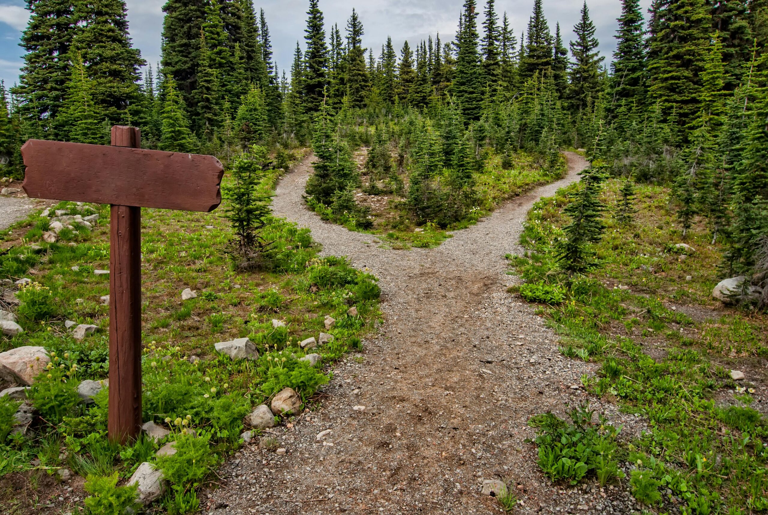 Branching forest path